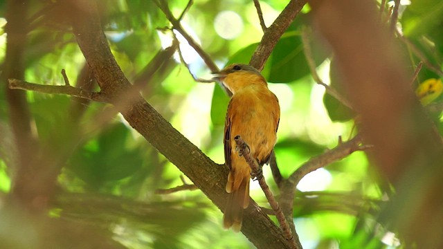 Chestnut-crowned Becard - ML615040011