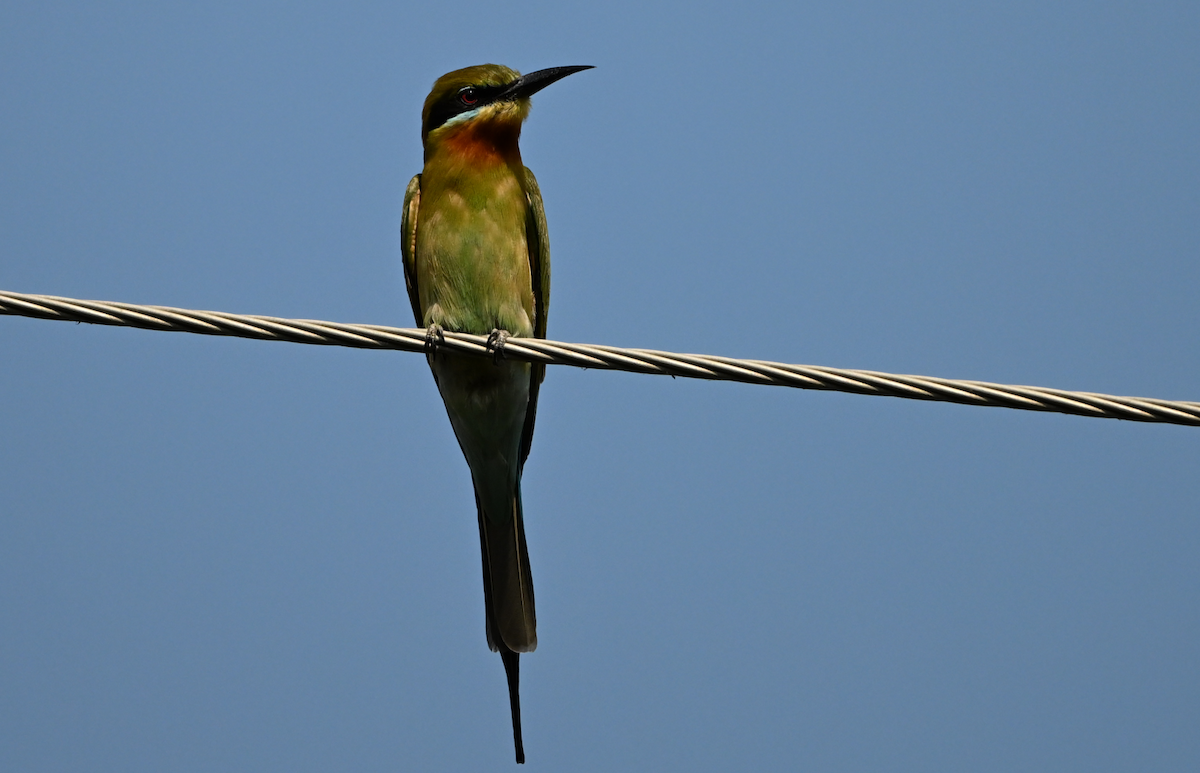 Blue-tailed Bee-eater - ML615040033