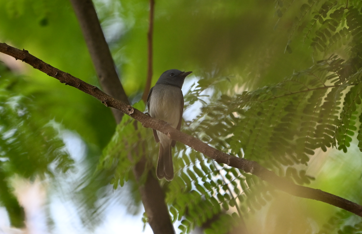 Black-naped Monarch - ML615040042