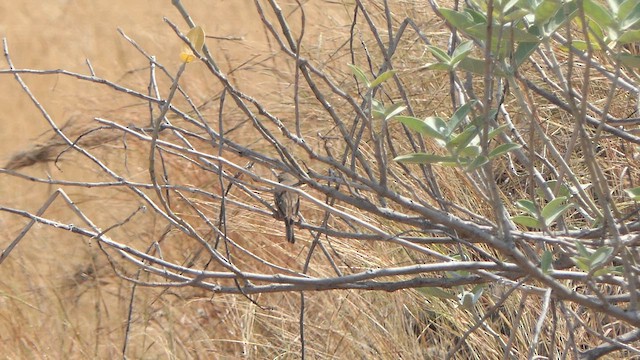 Bruant à cou gris - ML615040044