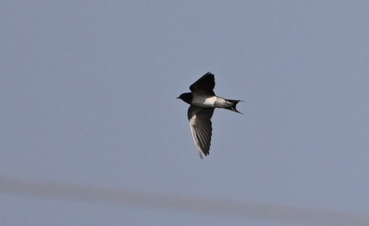 Barn Swallow - ML615040049