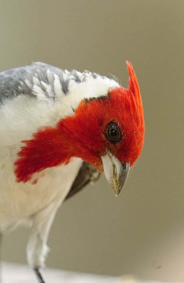 Red-crested Cardinal - ML615040051