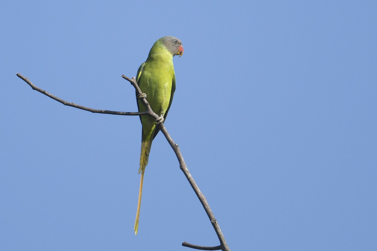 Gray-headed Parakeet - ML615040067