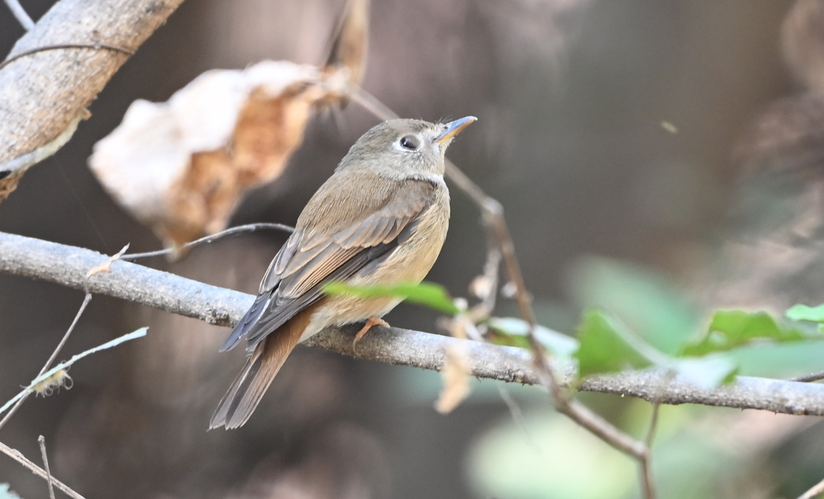 Brown-breasted Flycatcher - ML615040070