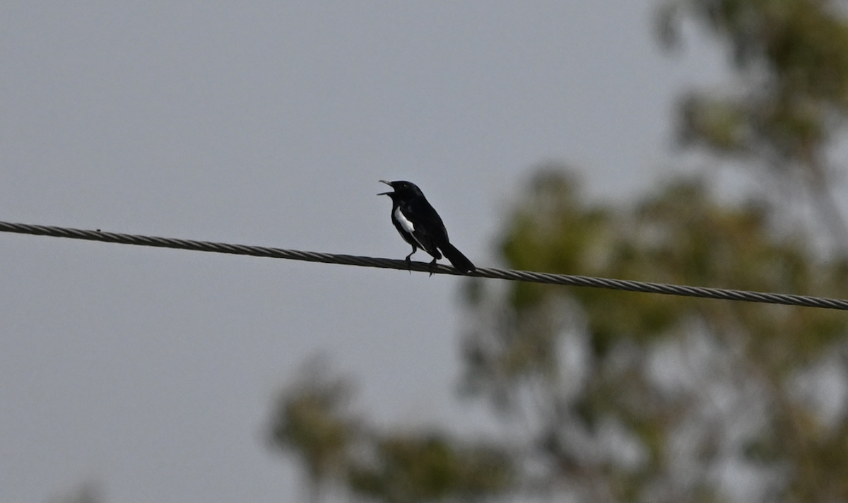 Oriental Magpie-Robin - ML615040080