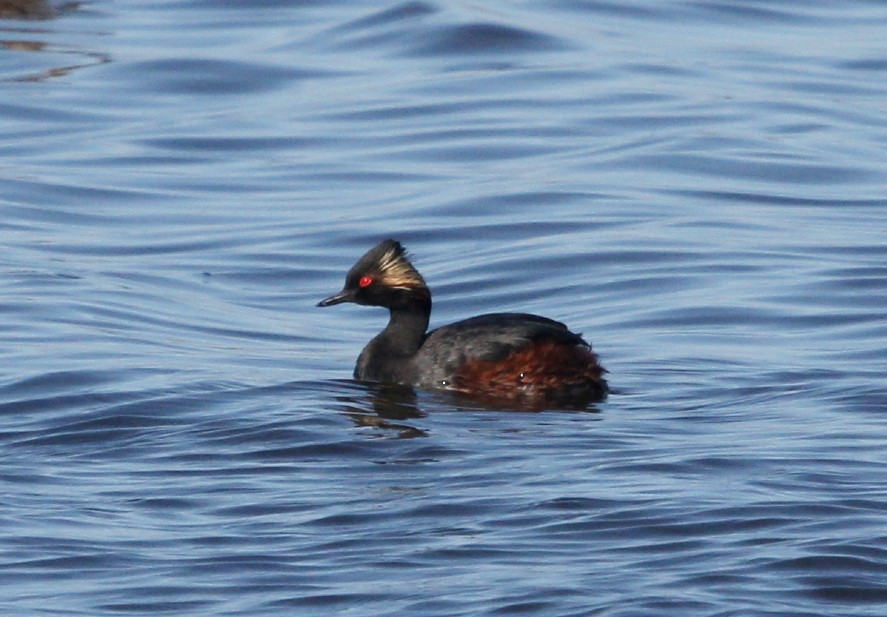 Eared Grebe - ML615040096