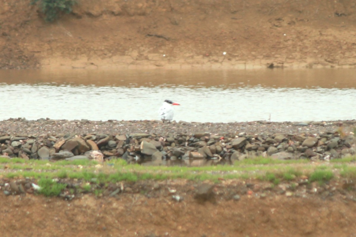 Caspian Tern - ML615040101