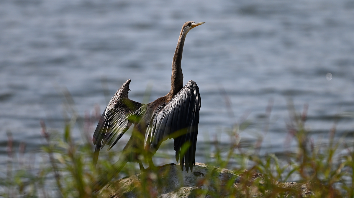 Anhinga Asiática - ML615040114