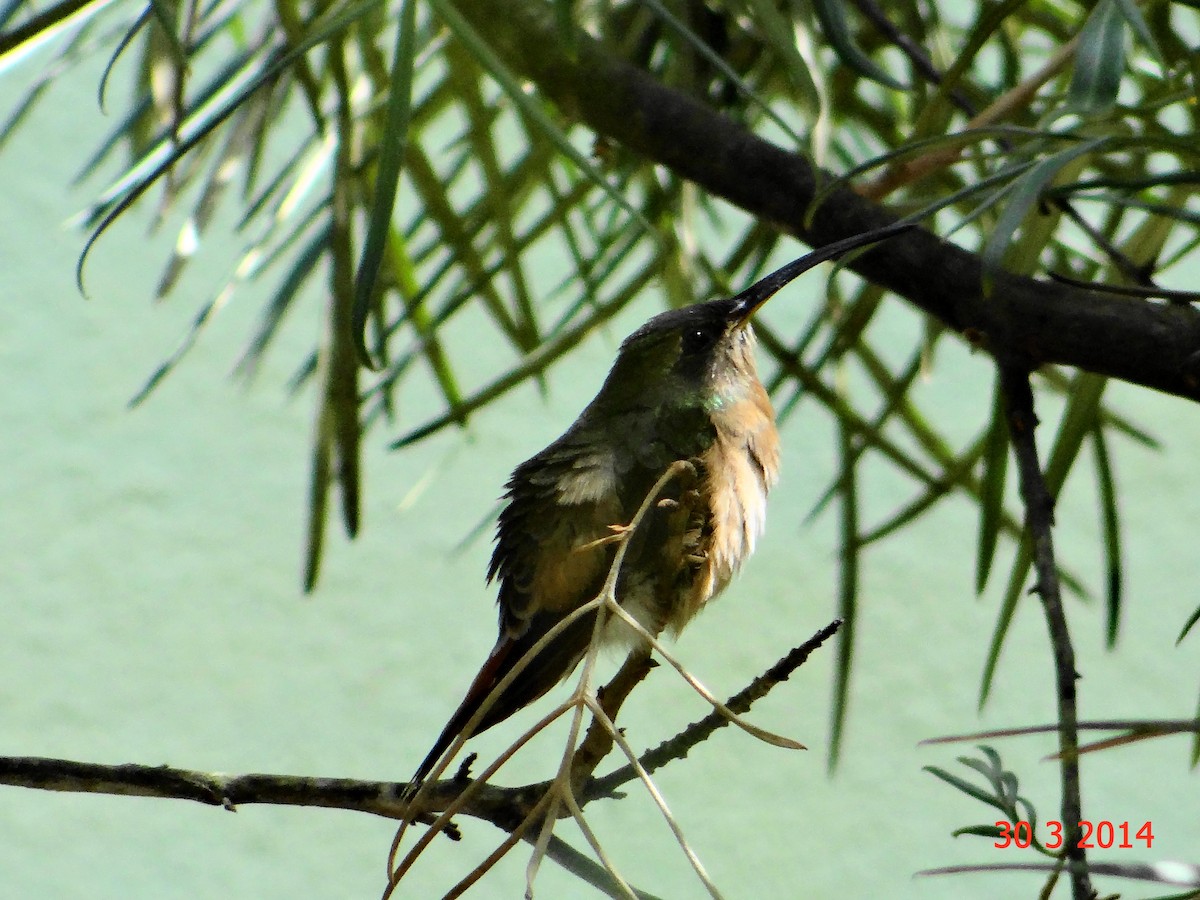 Карликовый колибри-отшельник - ML615040115