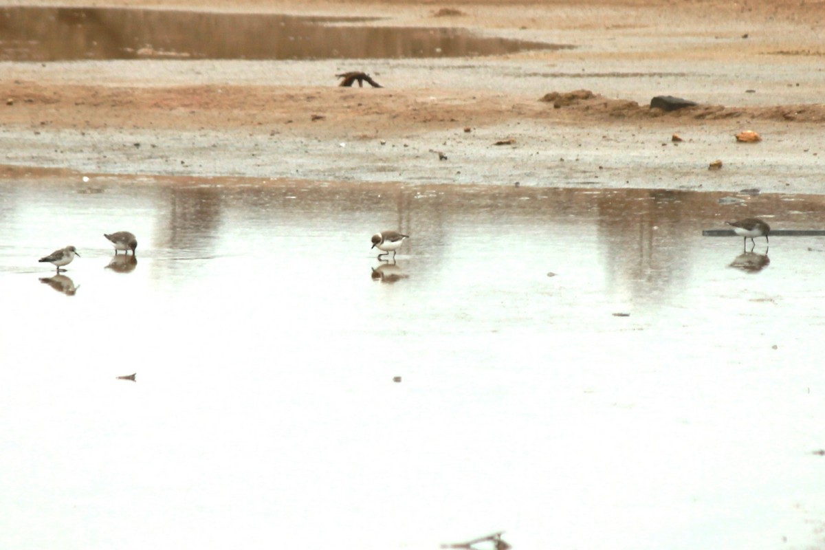 Kentish Plover - ML615040121