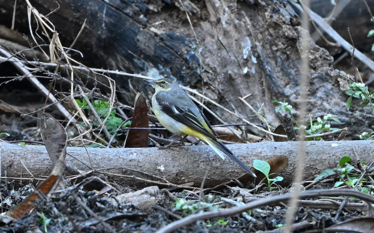 Gray Wagtail - ML615040122