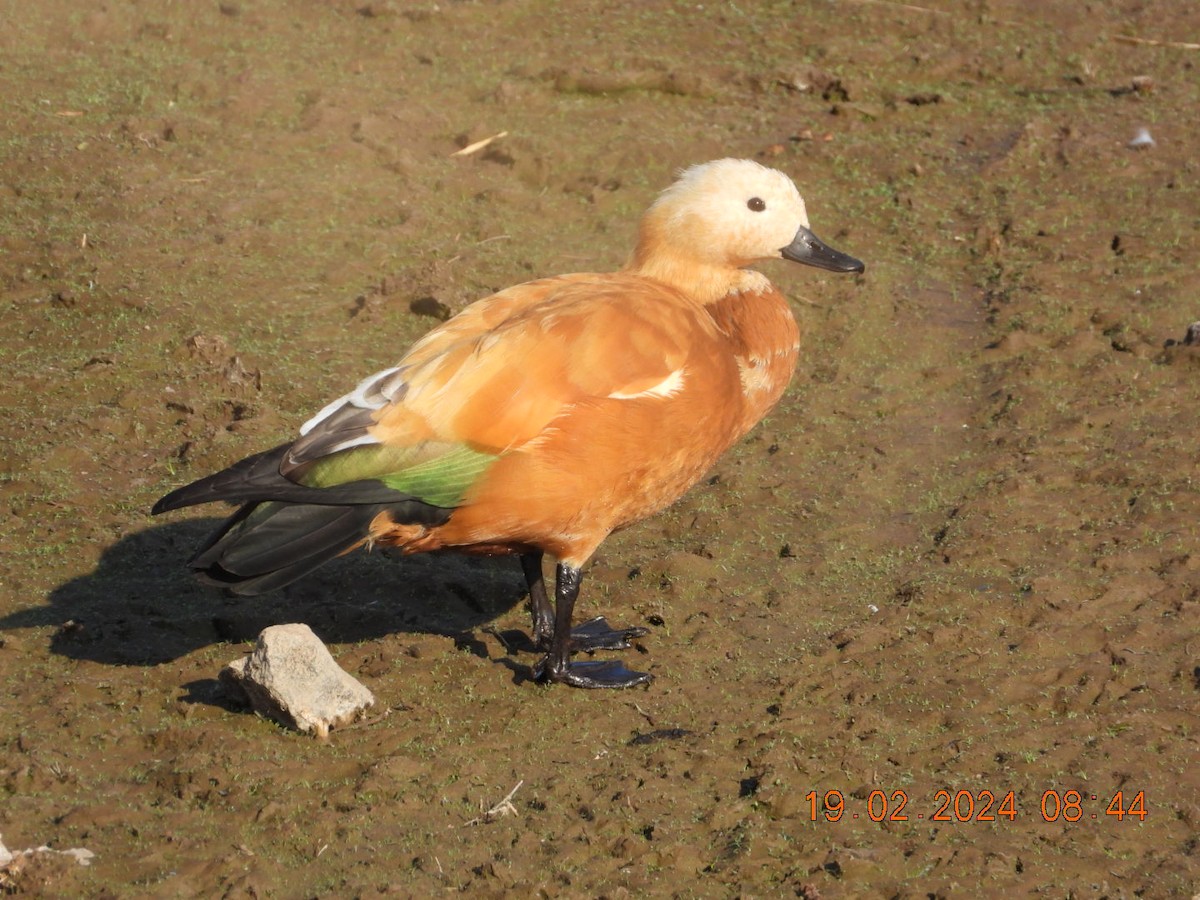 Ruddy Shelduck - ML615040137