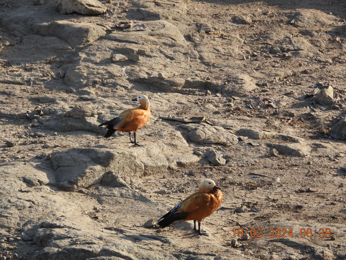 Ruddy Shelduck - ML615040141