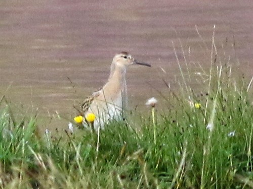 Kampfläufer - ML615040184