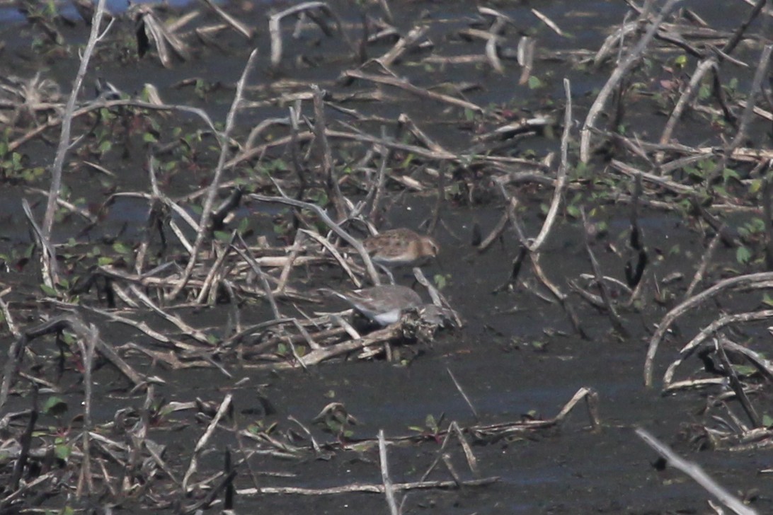 Baird's Sandpiper - ML615040191