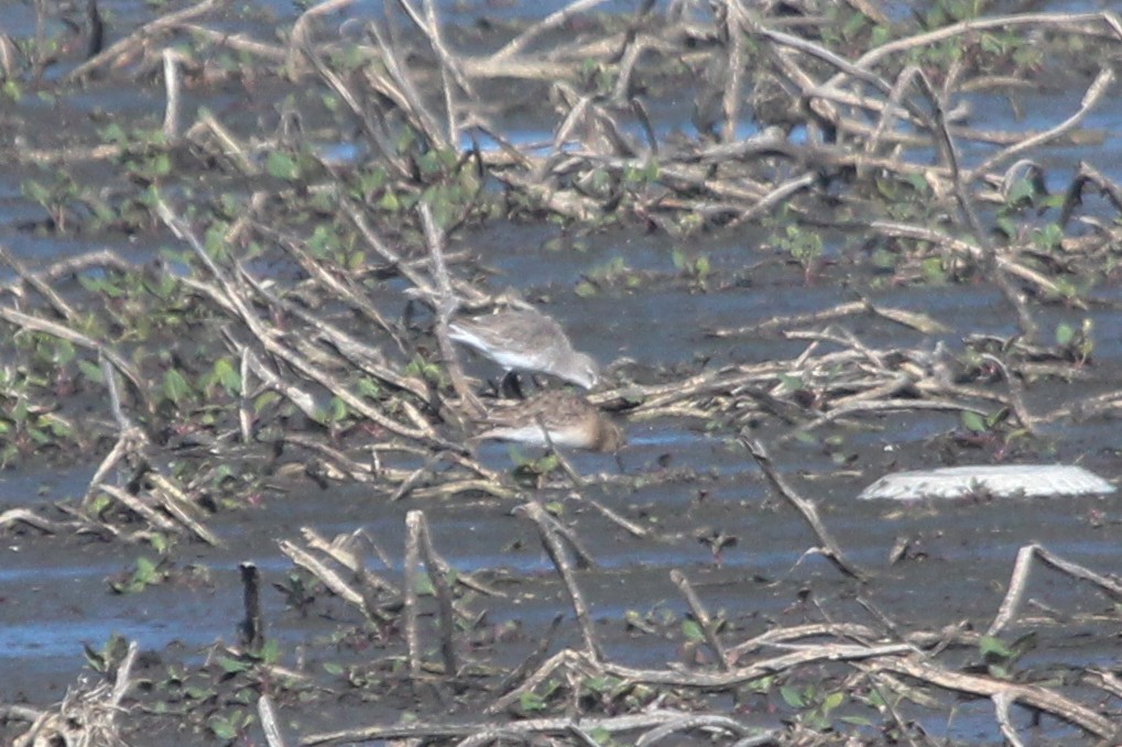 Baird's Sandpiper - ML615040192