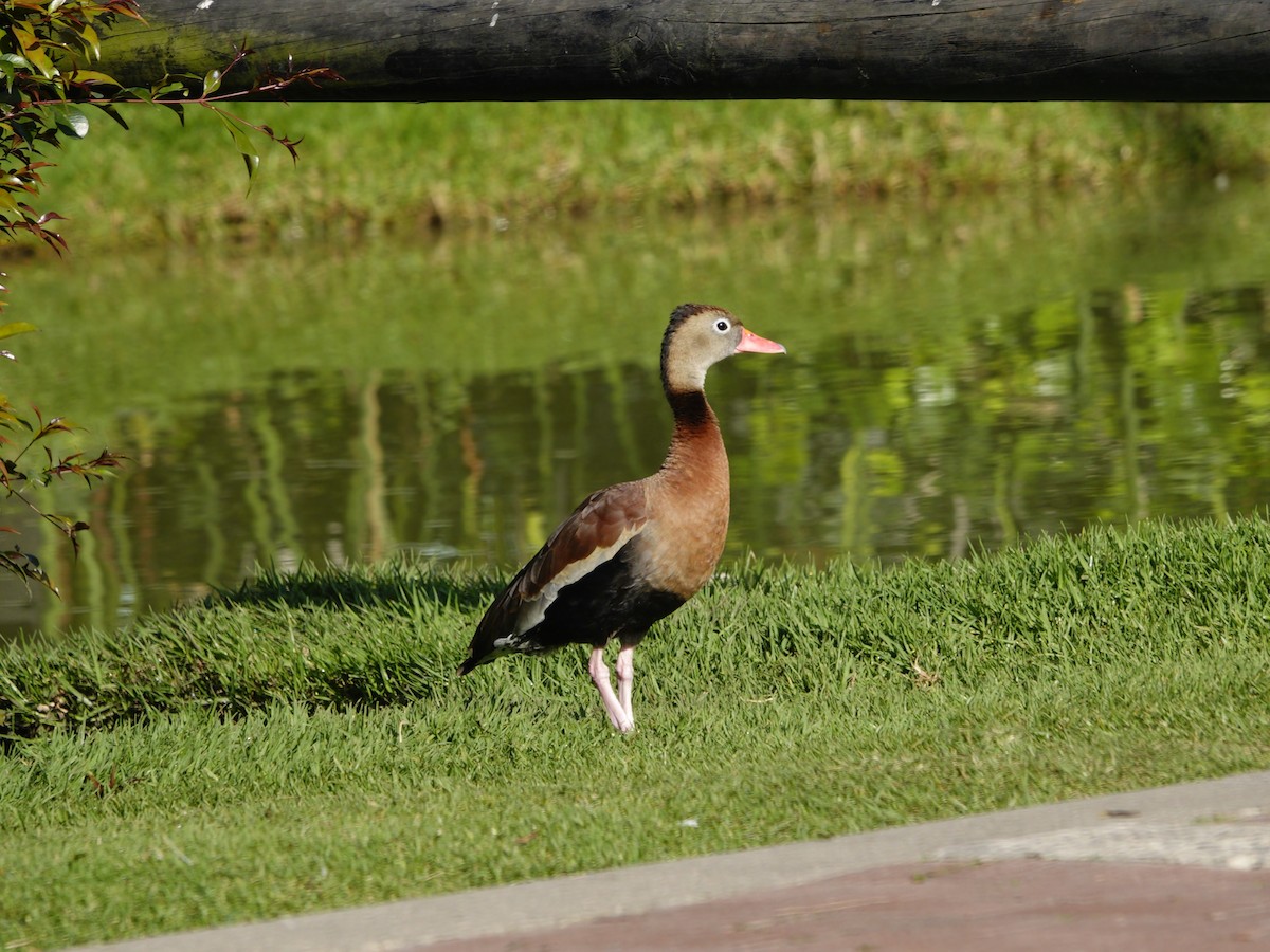 Black-bellied Whistling-Duck - ML615040225