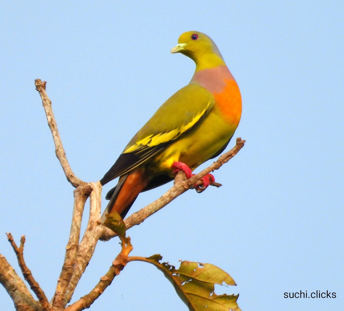Orange-breasted Green-Pigeon - Suchitra S