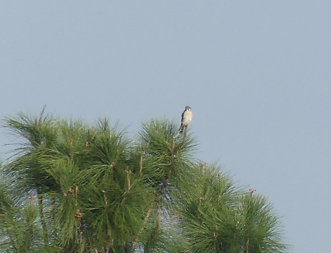 American Kestrel - ML615040257