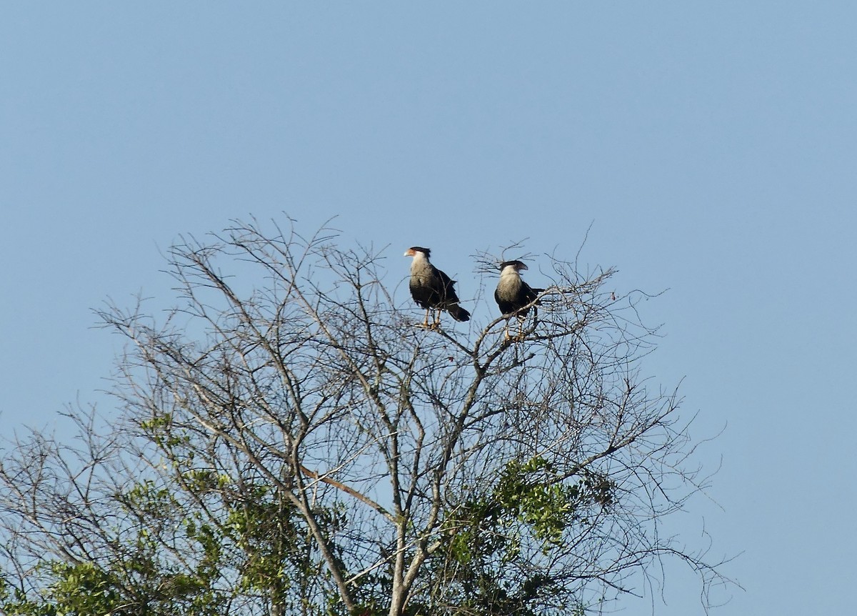 Caracara huppé - ML615040286