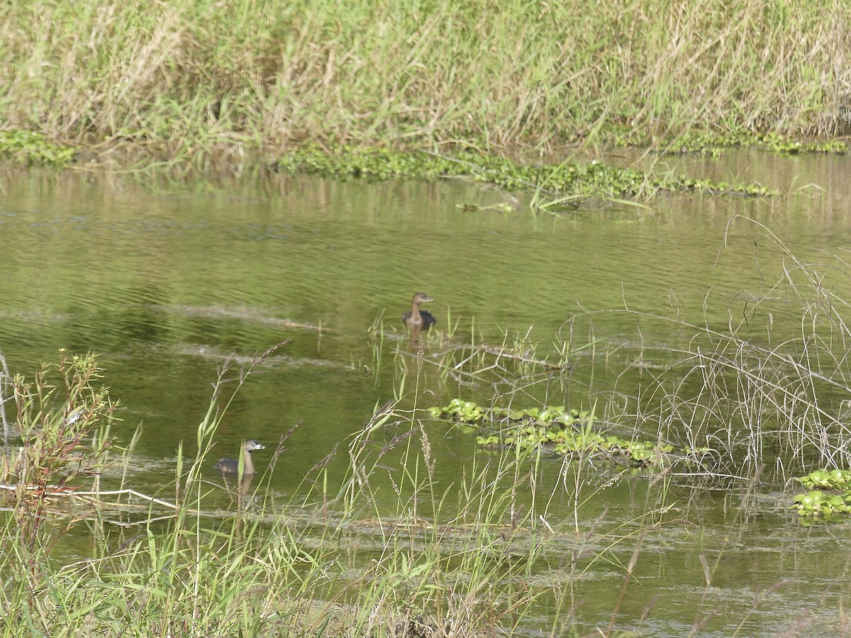 Pied-billed Grebe - ML615040310