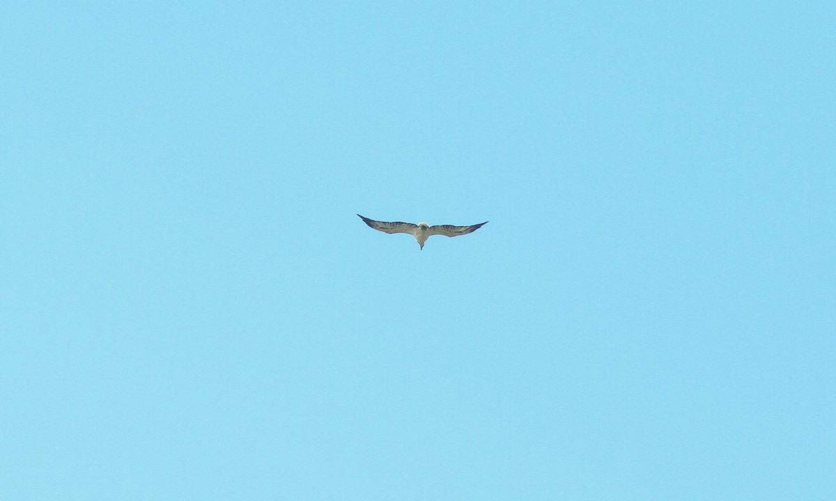 Белобрюхий орлан - ML615040358