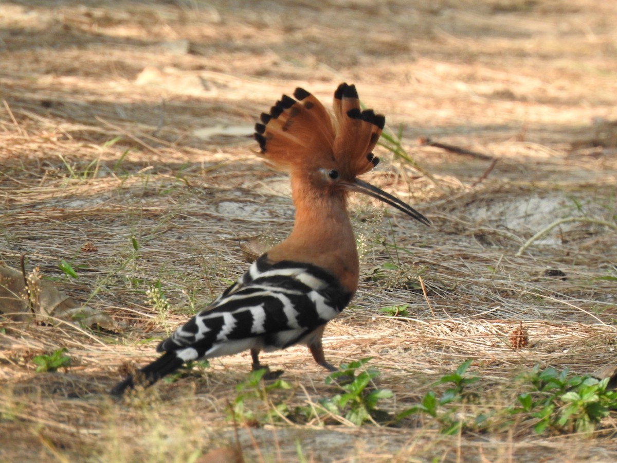 Eurasian Hoopoe - Jacques Bélanger