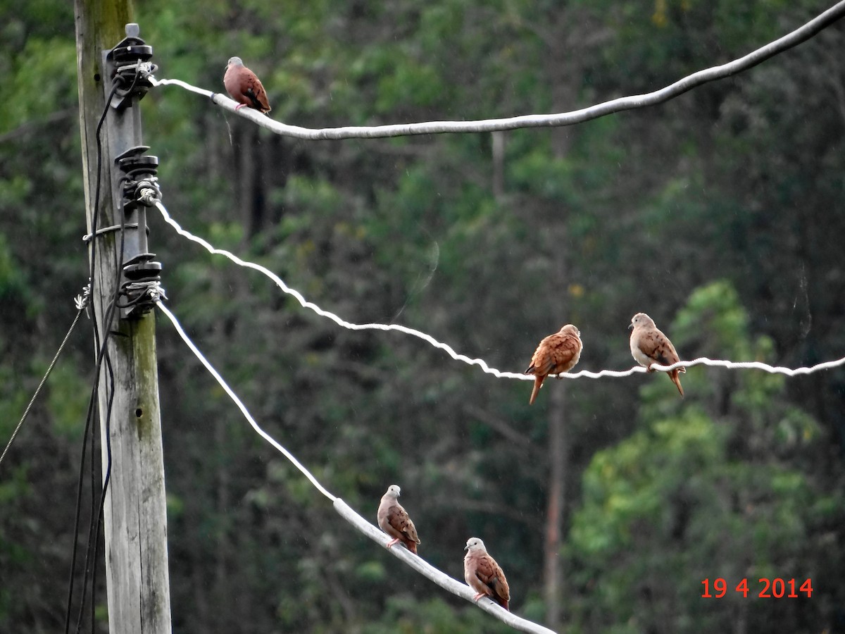 Ruddy Ground Dove - ML615040455