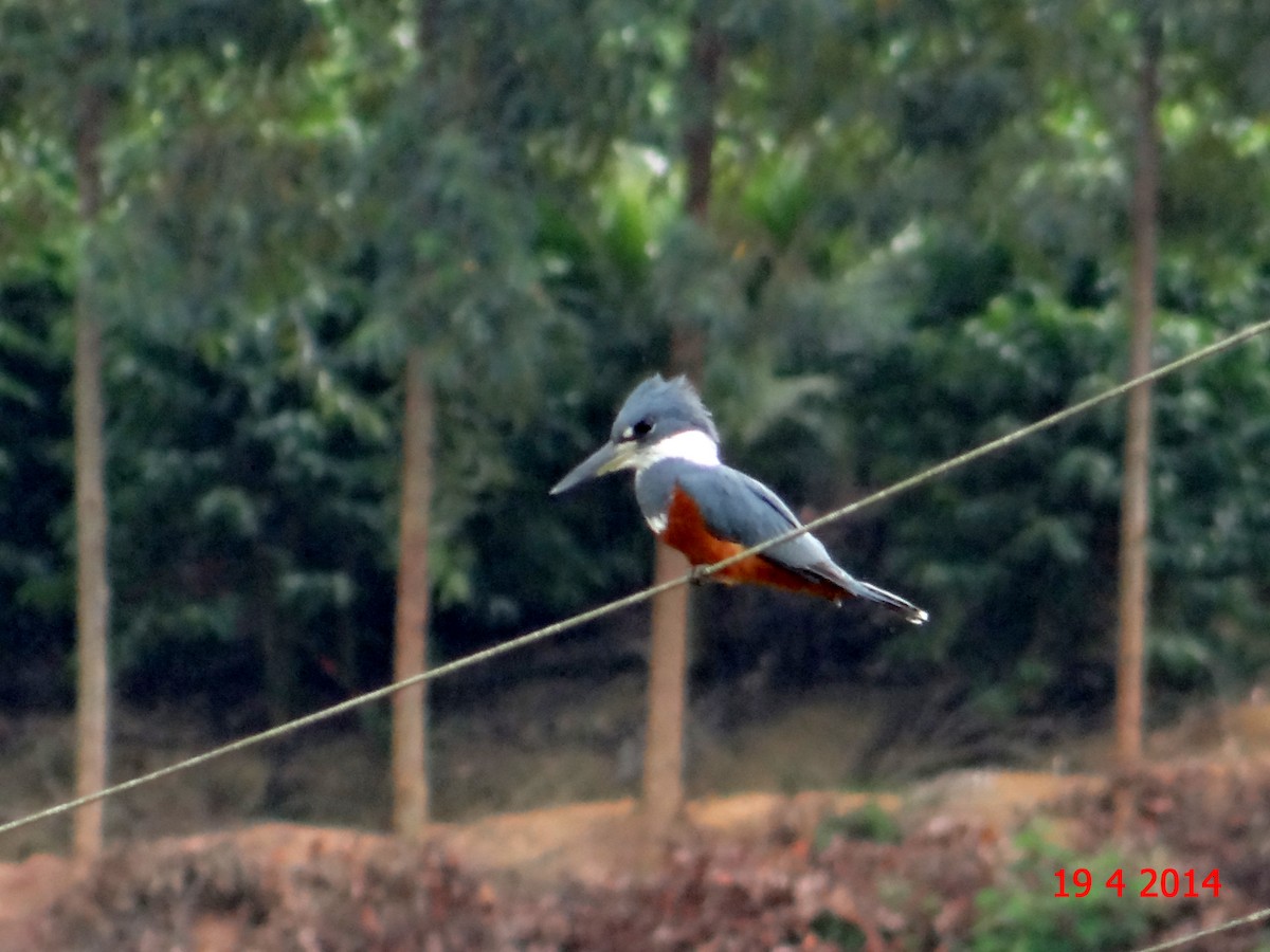 Ringed Kingfisher - ML615040456