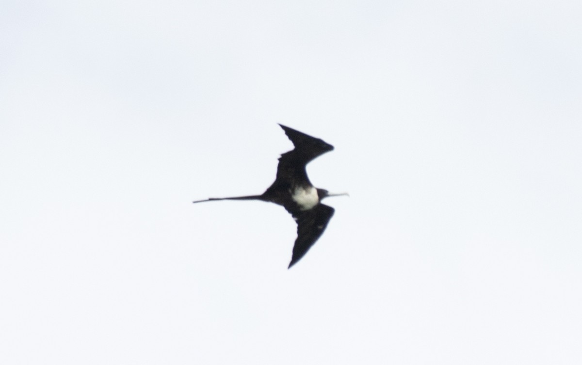 Magnificent Frigatebird - Eduardo Vieira 17