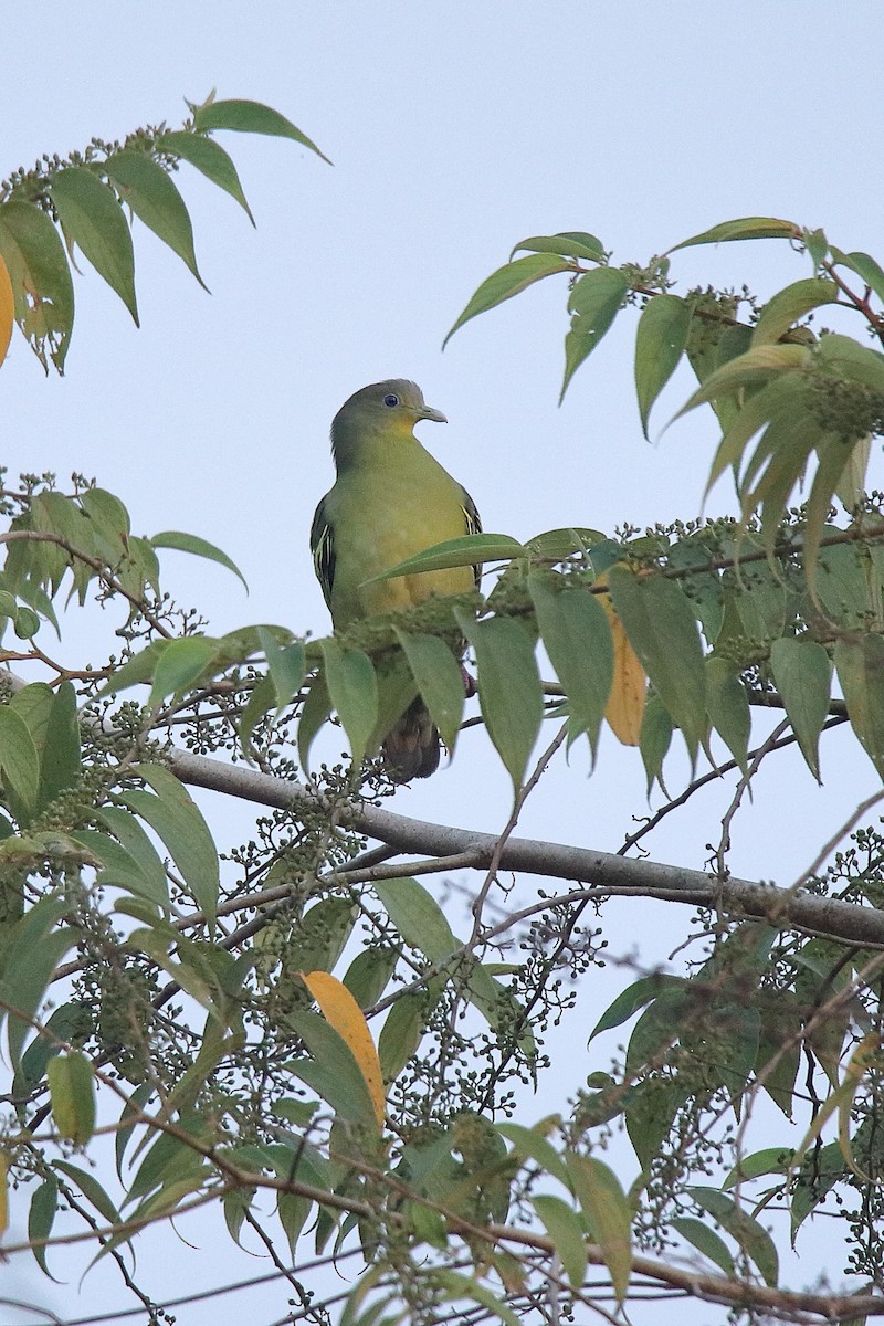Gray-fronted Green-Pigeon - ML615040499