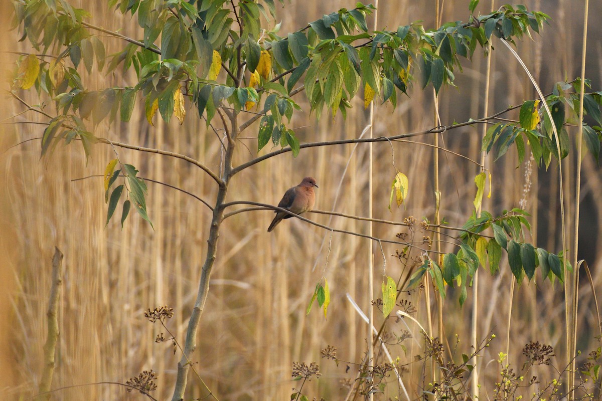 Laughing Dove - ML615040531