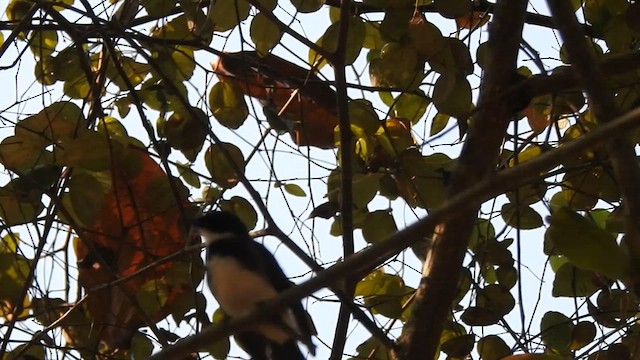 Ошейниковая веерохвостка - ML615040560