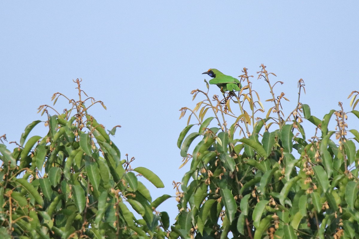 Golden-fronted Leafbird - ML615040592