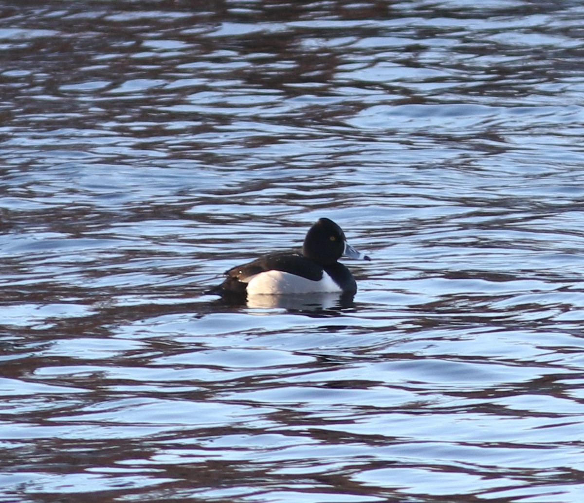 Ring-necked Duck - ML615040631