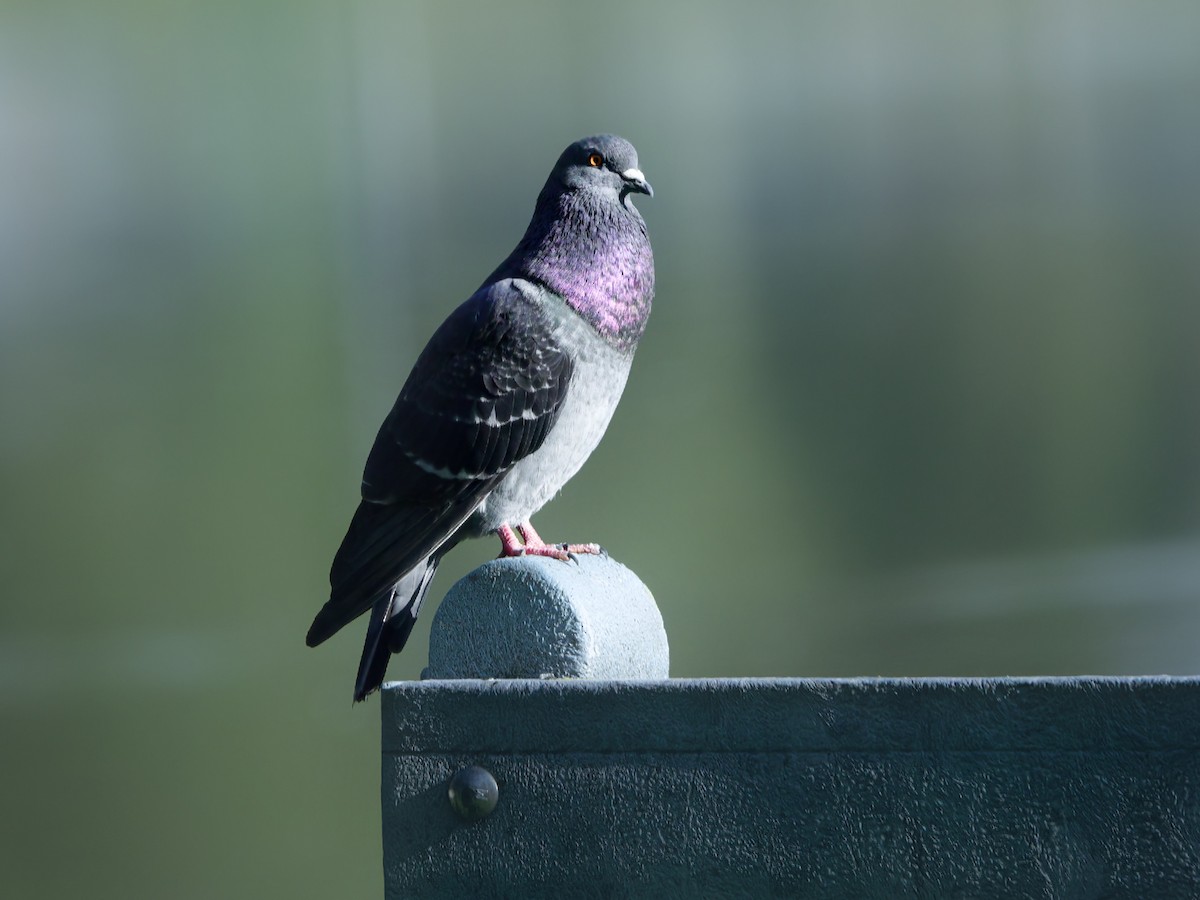 Rock Pigeon (Feral Pigeon) - ML615040684