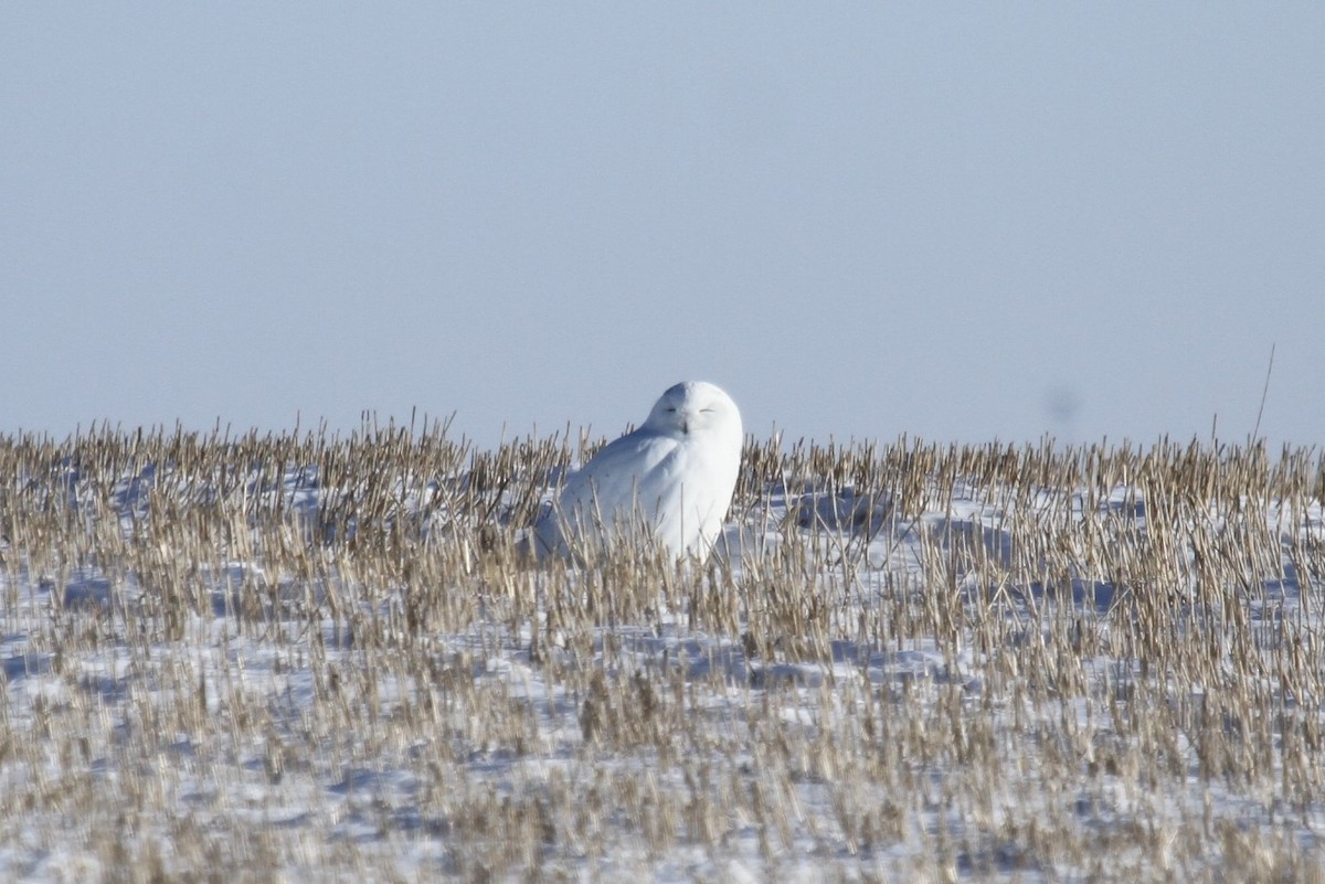 Цэвдгийн ууль - ML615040770