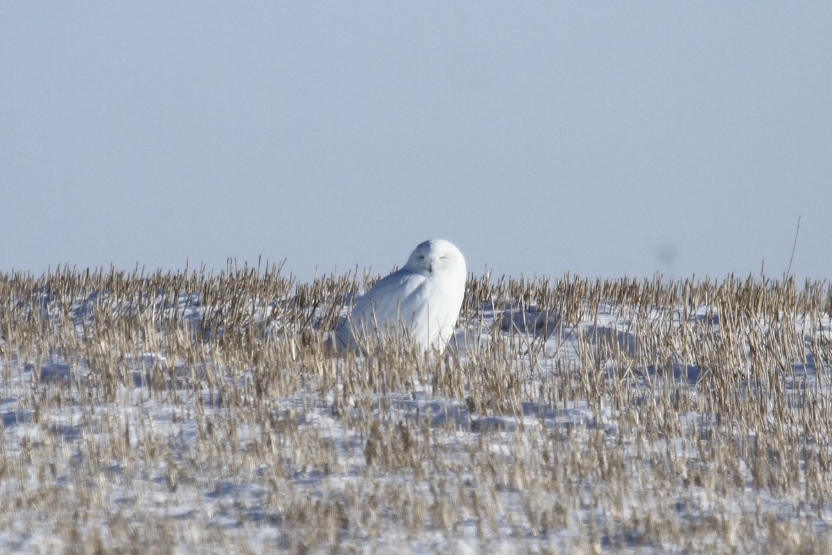 Snowy Owl - Geoffrey Urwin