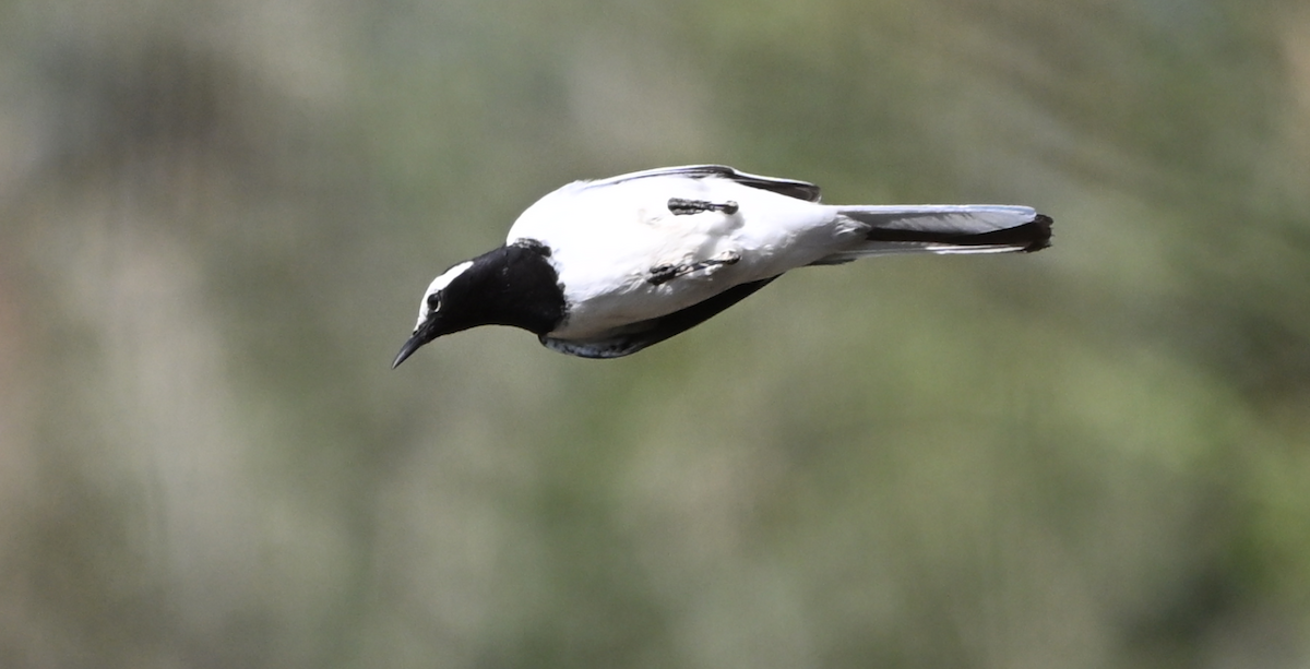 White-browed Wagtail - ML615040779