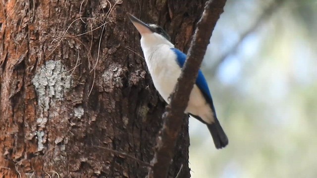 Collared Kingfisher - ML615040831