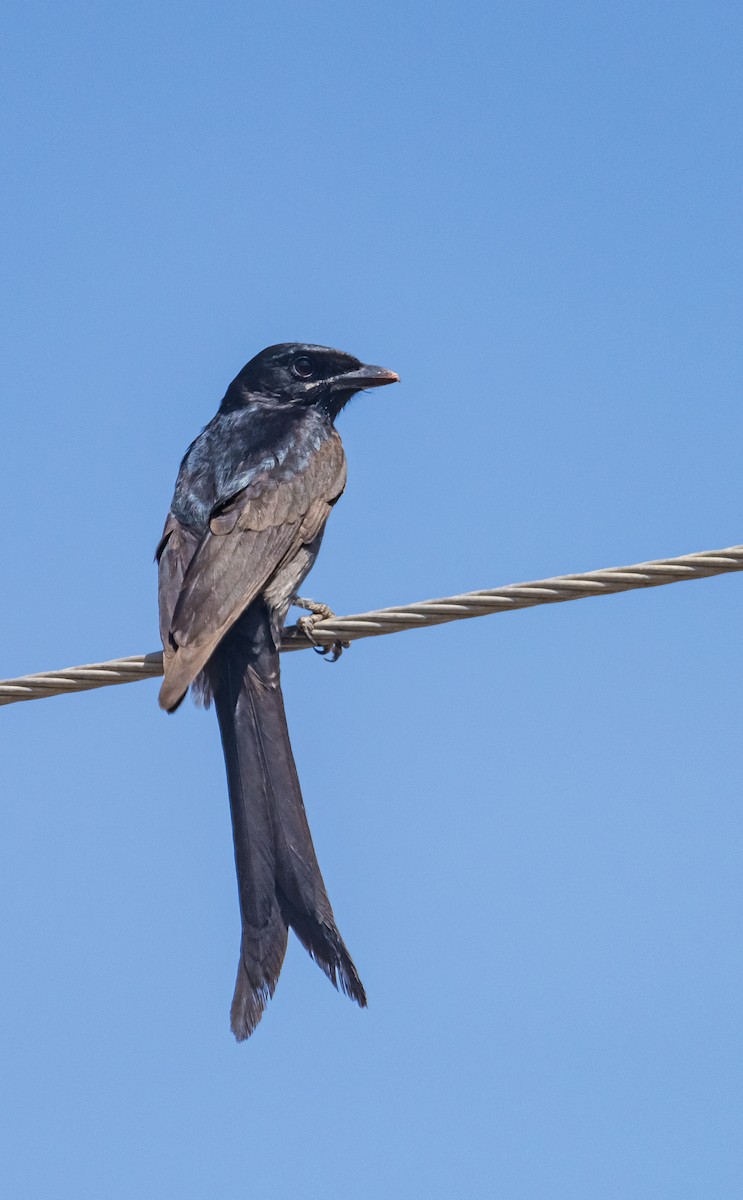 Black Drongo - ML615040845