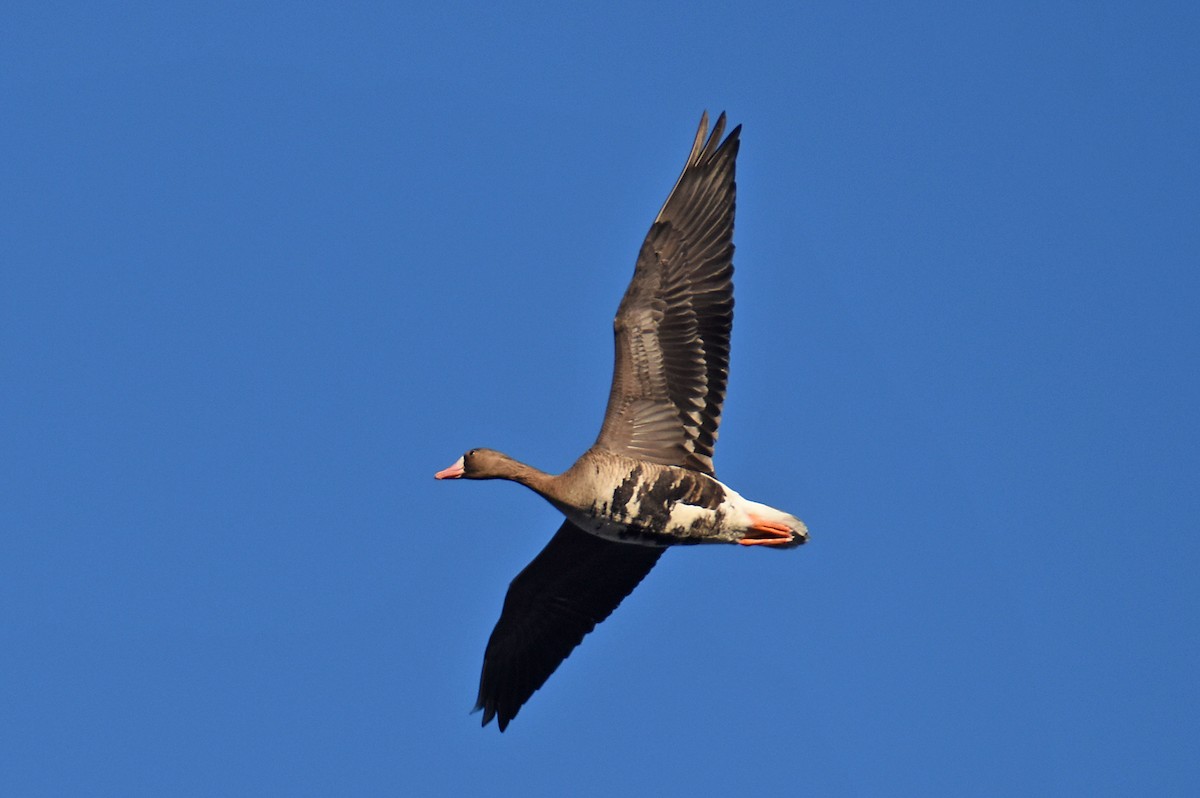 Greater White-fronted Goose - Tracy W  🐦