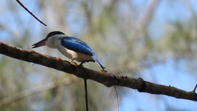 Collared Kingfisher - ML615040851