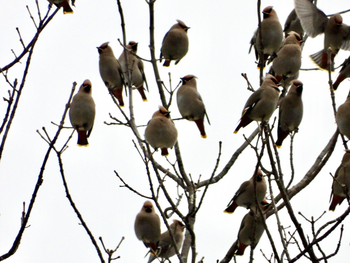 Bohemian Waxwing - ML615040881