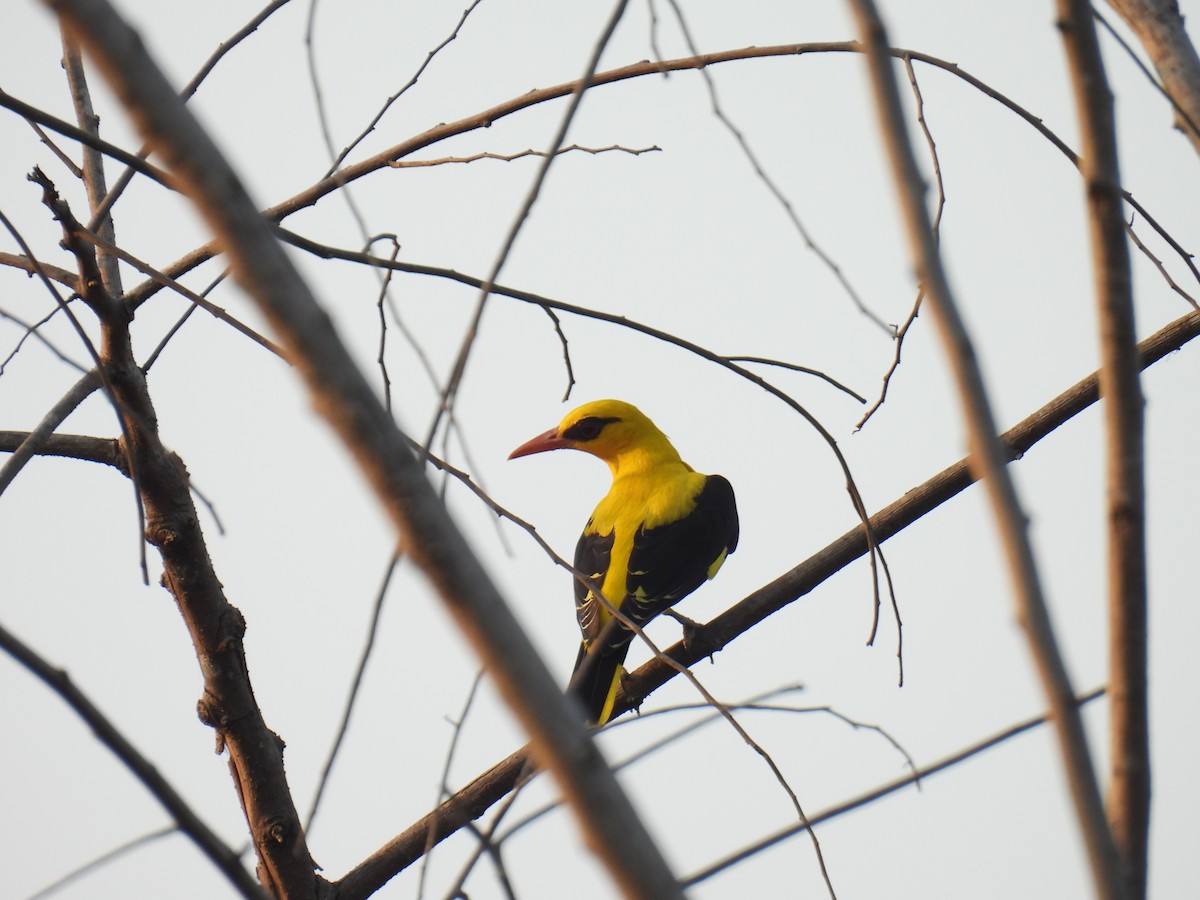 Indian Golden Oriole - ML615040921