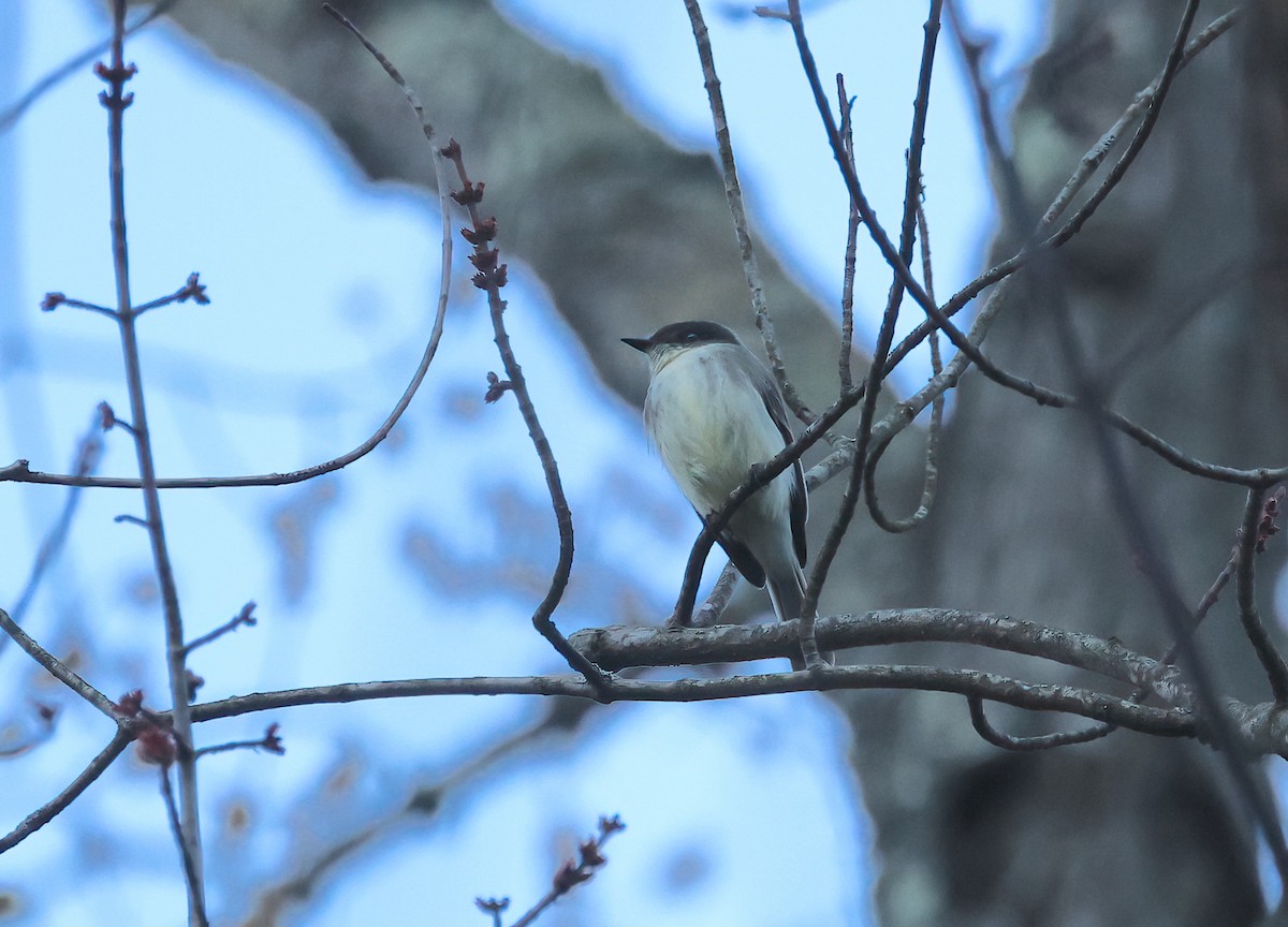 Eastern Phoebe - ML615040951