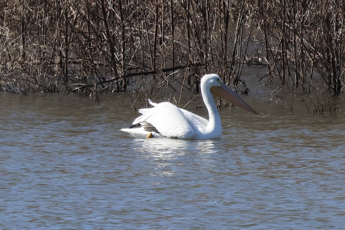 American White Pelican - ML615040965