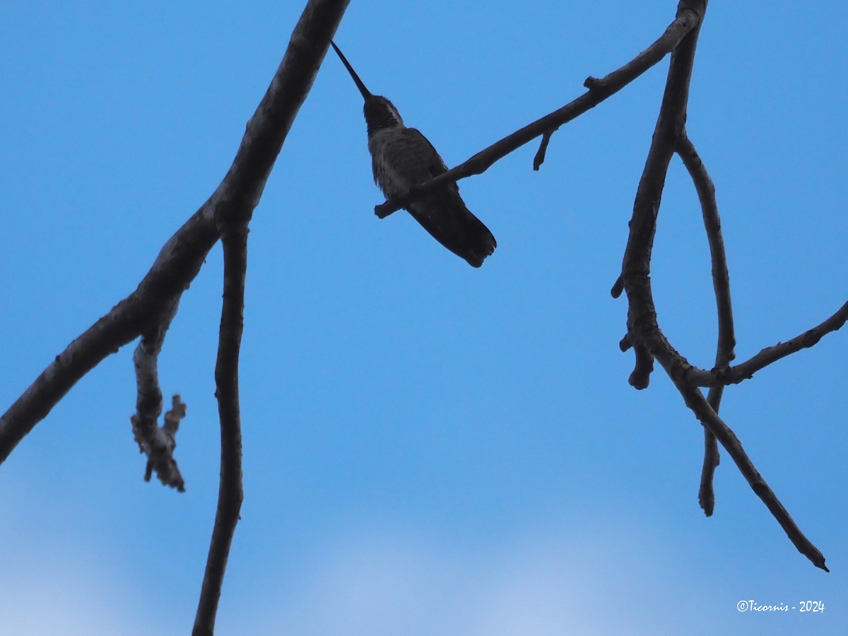 Colibrí Pochotero - ML615041013