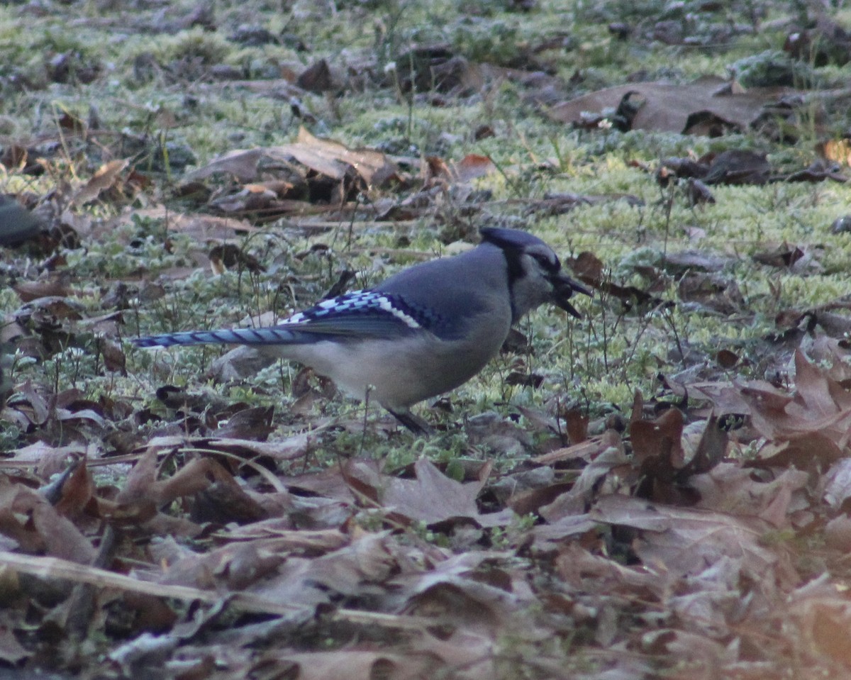 Blue Jay - ML615041068