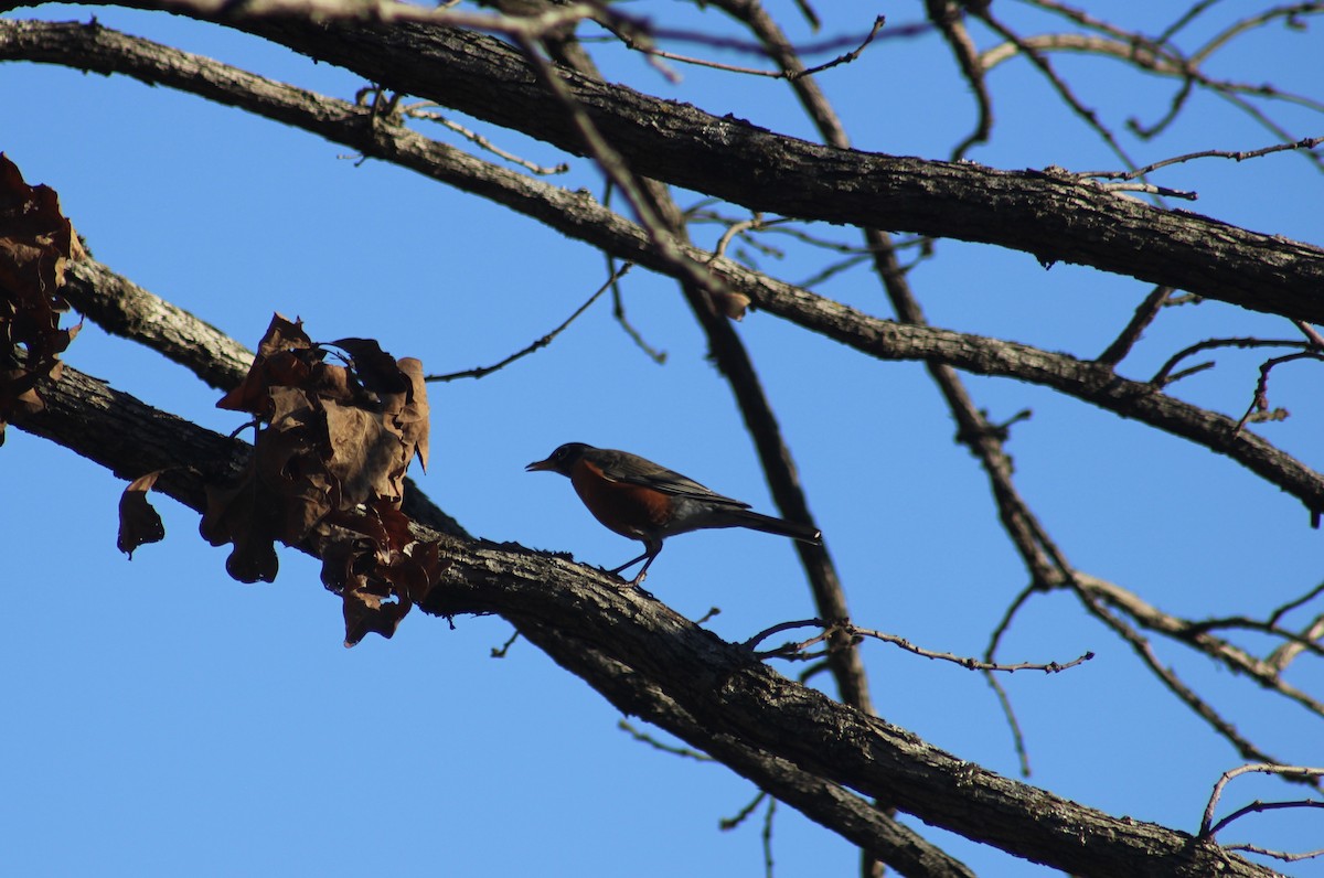 American Robin - ML615041105